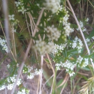 Asperula pusilla at Kosciuszko National Park, NSW - 14 Jan 2023 01:12 PM