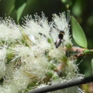 Hylaeus (Prosopisteron) primulipictus at Greenleigh, NSW - 15 Jan 2023