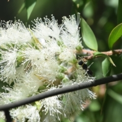 Hylaeus (Prosopisteron) primulipictus at Greenleigh, NSW - 15 Jan 2023