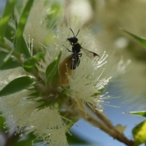 Hylaeus (Prosopisteron) primulipictus at Greenleigh, NSW - 15 Jan 2023