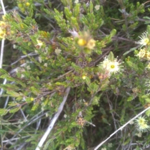 Kunzea muelleri at Kosciuszko National Park, NSW - 14 Jan 2023