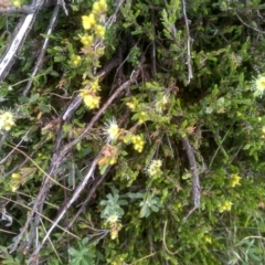 Kunzea muelleri at Kosciuszko National Park, NSW - 14 Jan 2023