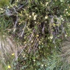 Kunzea muelleri at Kosciuszko National Park, NSW - 14 Jan 2023