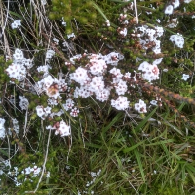 Epacris petrophila (Snow Heath) at Kosciuszko National Park, NSW - 14 Jan 2023 by mahargiani