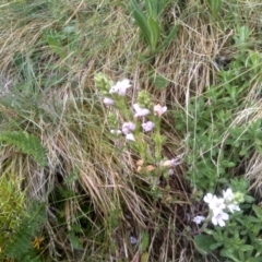 Euphrasia collina (Purple Eye-bright) at Kosciuszko National Park, NSW - 14 Jan 2023 by mahargiani