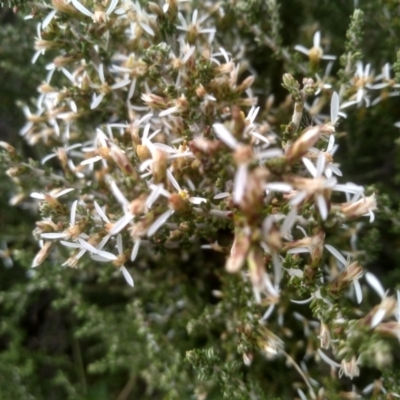 Olearia algida (Alpine Daisy Bush) at Kosciuszko National Park, NSW - 14 Jan 2023 by mahargiani