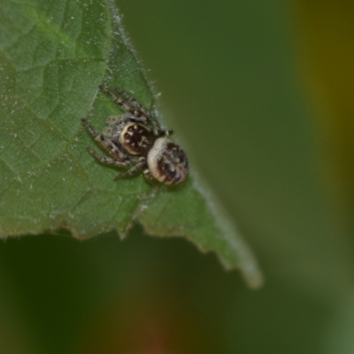 Opisthoncus nigrofemoratus (Black-thighed jumper) at Greenleigh, NSW - 13 Jan 2023 by LyndalT