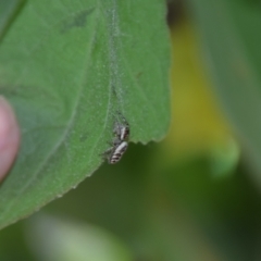 Opisthoncus nigrofemoratus at Greenleigh, NSW - 13 Jan 2023