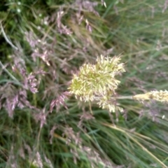 Anthoxanthum odoratum (Sweet Vernal Grass) at Jacobs River, NSW - 14 Jan 2023 by mahargiani