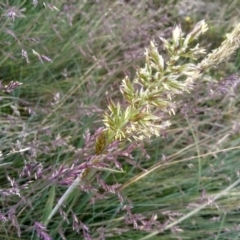 Anthoxanthum odoratum at Jacobs River, NSW - 14 Jan 2023