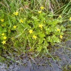 Ranunculus pimpinellifolius at Jacobs River, NSW - 14 Jan 2023 01:42 PM
