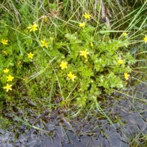 Ranunculus pimpinellifolius at Jacobs River, NSW - 14 Jan 2023 01:42 PM