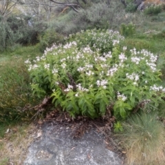 Veronica derwentiana (Derwent Speedwell) at Kosciuszko National Park, NSW - 14 Jan 2023 by mahargiani