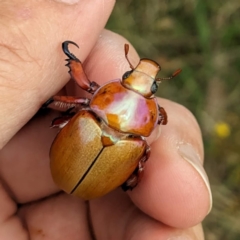 Anoplognathus montanus (Montane Christmas beetle) at Tuggeranong, ACT - 15 Jan 2023 by HelenCross
