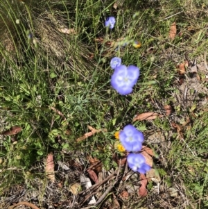 Linum marginale at Cotter River, ACT - 14 Jan 2023 09:59 AM