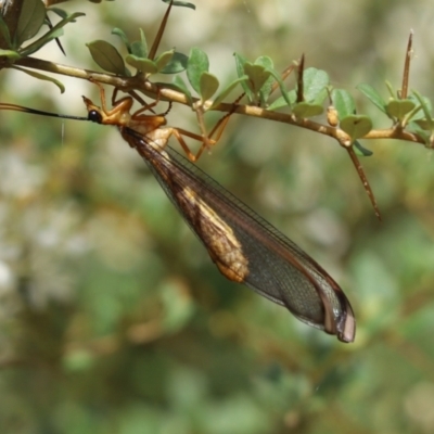 Nymphes myrmeleonoides (Blue eyes lacewing) at Cook, ACT - 14 Jan 2023 by Tammy