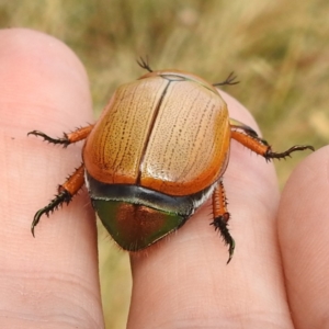 Anoplognathus brunnipennis at Tuggeranong, ACT - 15 Jan 2023