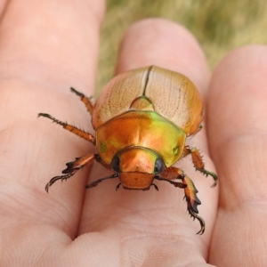 Anoplognathus brunnipennis at Tuggeranong, ACT - 15 Jan 2023