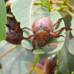 Anoplognathus hirsutus (Hirsute Christmas beetle) at Tuggeranong, ACT - 15 Jan 2023 by HelenCross