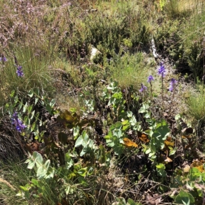 Veronica perfoliata (Digger's Speedwell) at Cotter River, ACT - 14 Jan 2023 by jgiacon