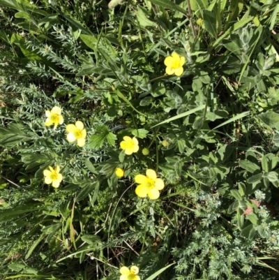 Ranunculus lappaceus (Australian Buttercup) at Cotter River, ACT - 14 Jan 2023 by jgiacon