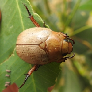 Anoplognathus pallidicollis at Lions Youth Haven - Westwood Farm A.C.T. - 15 Jan 2023