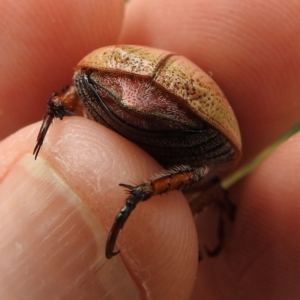 Anoplognathus pallidicollis at Lions Youth Haven - Westwood Farm A.C.T. - 15 Jan 2023