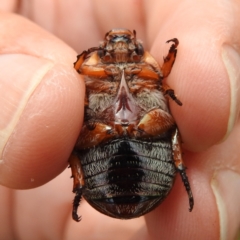 Anoplognathus pallidicollis at Lions Youth Haven - Westwood Farm A.C.T. - 15 Jan 2023