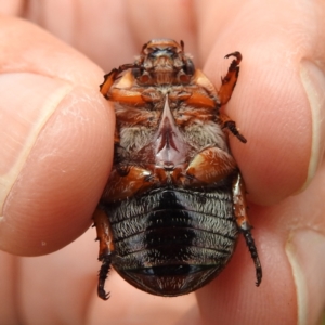 Anoplognathus pallidicollis at Lions Youth Haven - Westwood Farm A.C.T. - 15 Jan 2023