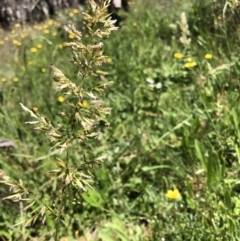 Unidentified Grass at Cotter River, ACT - 14 Jan 2023 by JohnGiacon