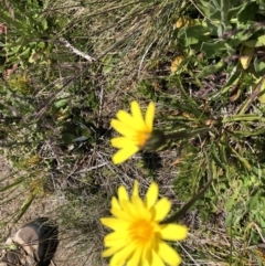 Microseris lanceolata (Yam Daisy) at Namadgi National Park - 14 Jan 2023 by jgiacon