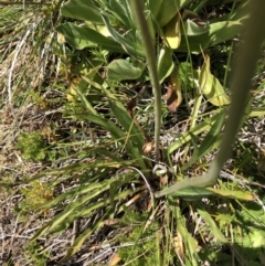 Microseris lanceolata at Cotter River, ACT - 14 Jan 2023