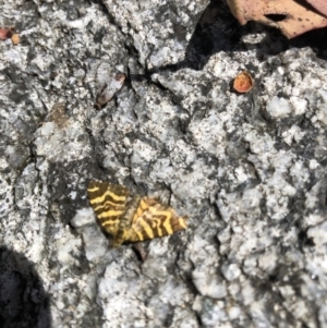 Chrysolarentia chrysocyma at Cotter River, ACT - 14 Jan 2023