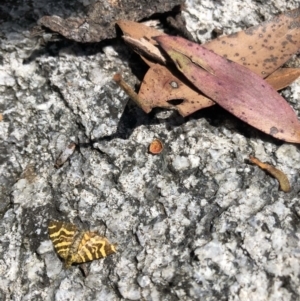 Chrysolarentia chrysocyma at Cotter River, ACT - 14 Jan 2023