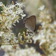 Jalmenus icilius (Amethyst Hairstreak) at Cook, ACT - 14 Jan 2023 by Tammy