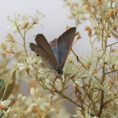 Jalmenus icilius at Cook, ACT - 15 Jan 2023 09:25 AM