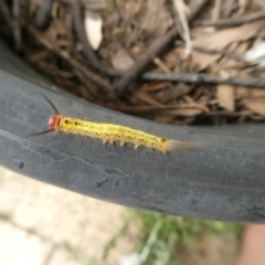 Nataxa flavescens (Nataxa Moth) at Charleys Forest, NSW - 21 Dec 2020 by arjay