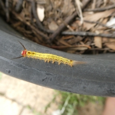 Nataxa flavescens (Nataxa Moth) at Charleys Forest, NSW - 21 Dec 2020 by arjay