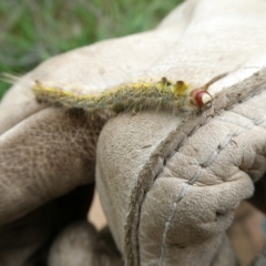 Nataxa flavescens (Nataxa Moth) at Mongarlowe River - 21 Dec 2020 by arjay