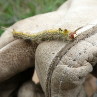 Nataxa flavescens (Nataxa Moth) at Charleys Forest, NSW - 21 Dec 2020 by arjay