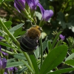 Amegilla sp. (genus) at Queanbeyan, NSW - suppressed