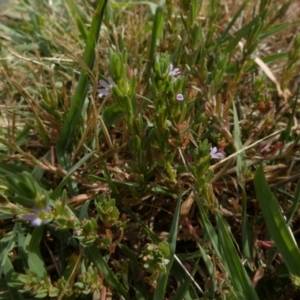 Lythrum hyssopifolia at Queanbeyan West, NSW - 15 Jan 2023 09:01 AM