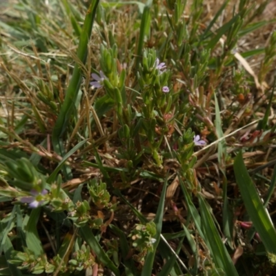 Lythrum hyssopifolia (Small Loosestrife) at Queanbeyan West, NSW - 15 Jan 2023 by Paul4K