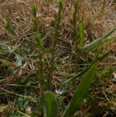 Lythrum hyssopifolia at Queanbeyan West, NSW - 15 Jan 2023 09:01 AM