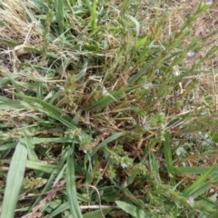 Lythrum hyssopifolia at Queanbeyan West, NSW - 15 Jan 2023 09:01 AM