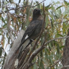 Strepera graculina (Pied Currawong) at Queanbeyan West, NSW - 14 Jan 2023 by Paul4K