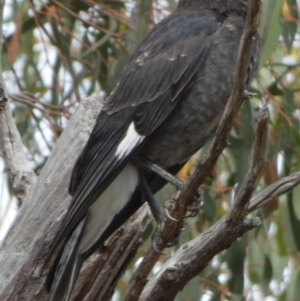 Strepera graculina at Queanbeyan West, NSW - 15 Jan 2023