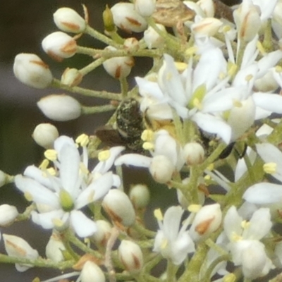 Lasioglossum (Chilalictus) sp. (genus & subgenus) (Halictid bee) at Queanbeyan West, NSW - 14 Jan 2023 by Paul4K