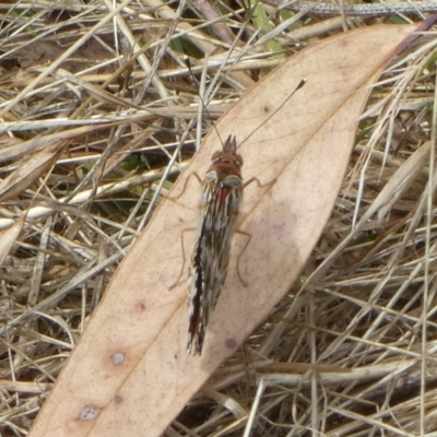 Vanessa kershawi (Australian Painted Lady) at Queanbeyan West, NSW - 14 Jan 2023 by Paul4K