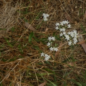 Centaurium erythraea at Queanbeyan West, NSW - 15 Jan 2023